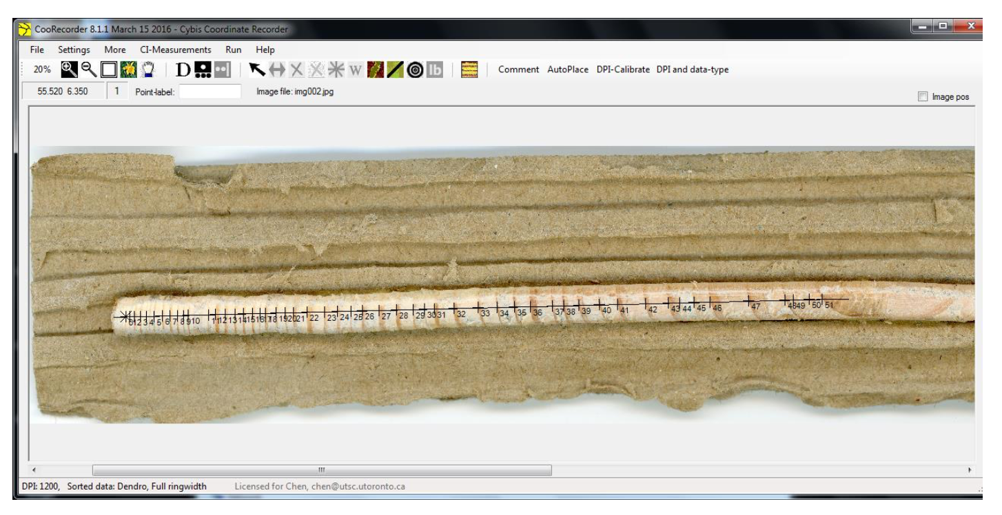 Completed AutoPlace. Note the finishing position before the pith, but after the oldest tree ring.