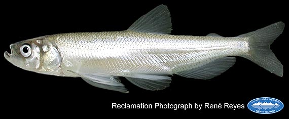 picture of longfin smelt