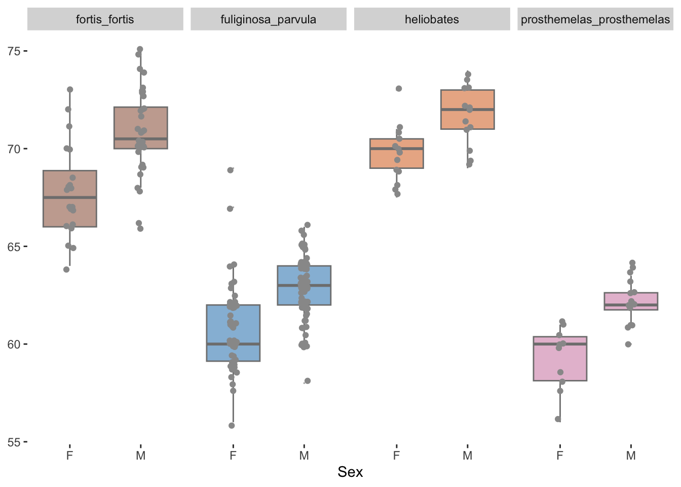 Boxplots of wing lengths by sex for 4 different species with jittered dotplots drawn on top.  Species colours are the same as used earlier.  There are not enough specimens of \textit{Fortis-platyrhyncha} for the species to be included.