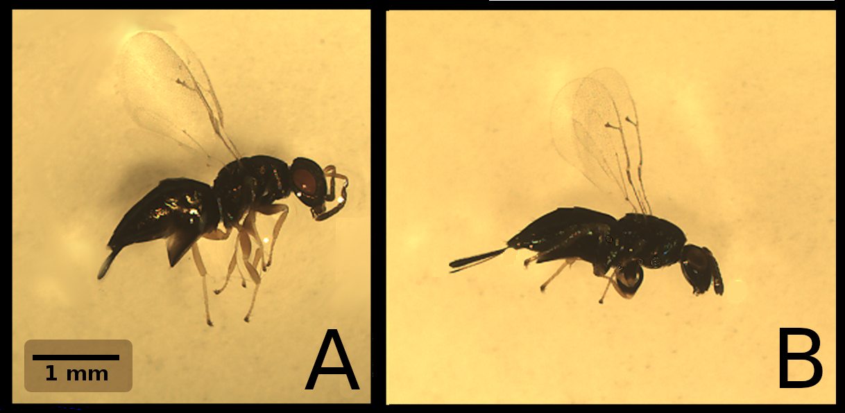 Two small black iridescent wasps are shown side by side with wings facing upwards.