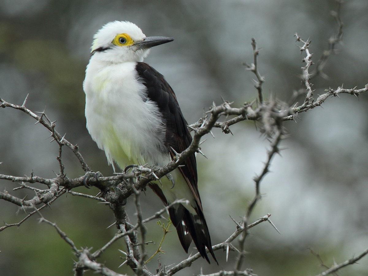 Melanerpes candidus