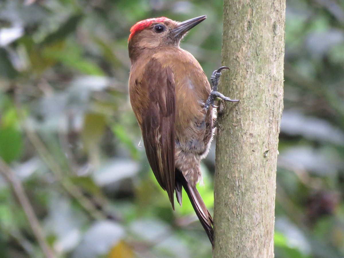 Veniliornis fumigatus