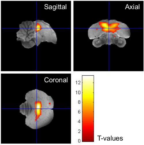 Sample Heatmap from fMRI Data