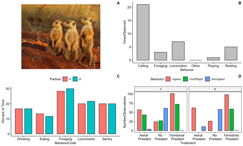 Image of meerkats (Charles J Sharp / CC BY-SA; https://creativecommons.org/licenses/by-sa/4.0)