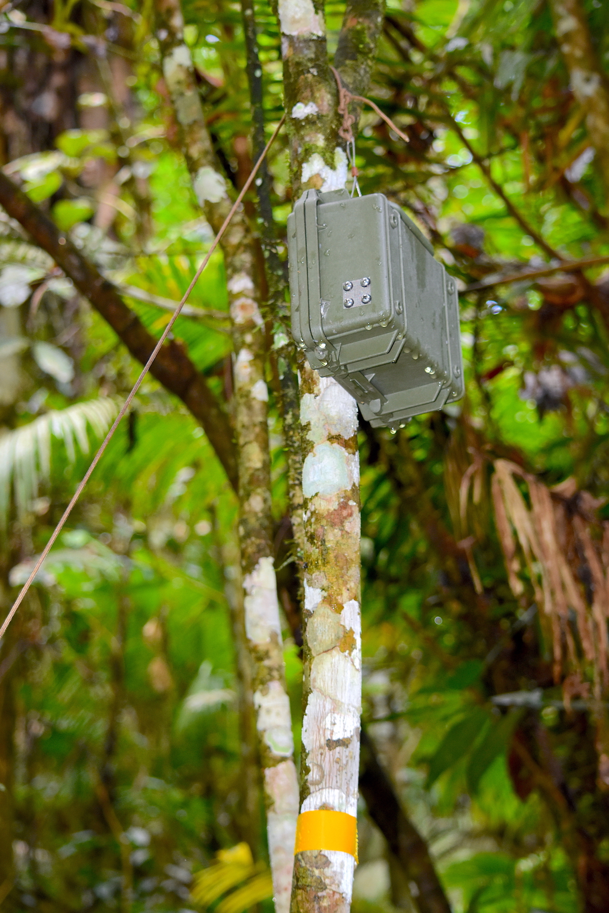 Swift autonomous recording unit (photo taken by Justin D Agostino)