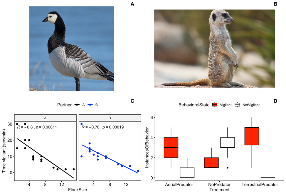 A) Image of barnacle goose (Andreas Trepte / CC BY-SA; https://creativecommons.org/licenses/by-sa/2.5); B) Image of meerkat (Fir0002 / GFDL 1.2; http://www.gnu.org/licenses/old-licenses/fdl-1.2.html)