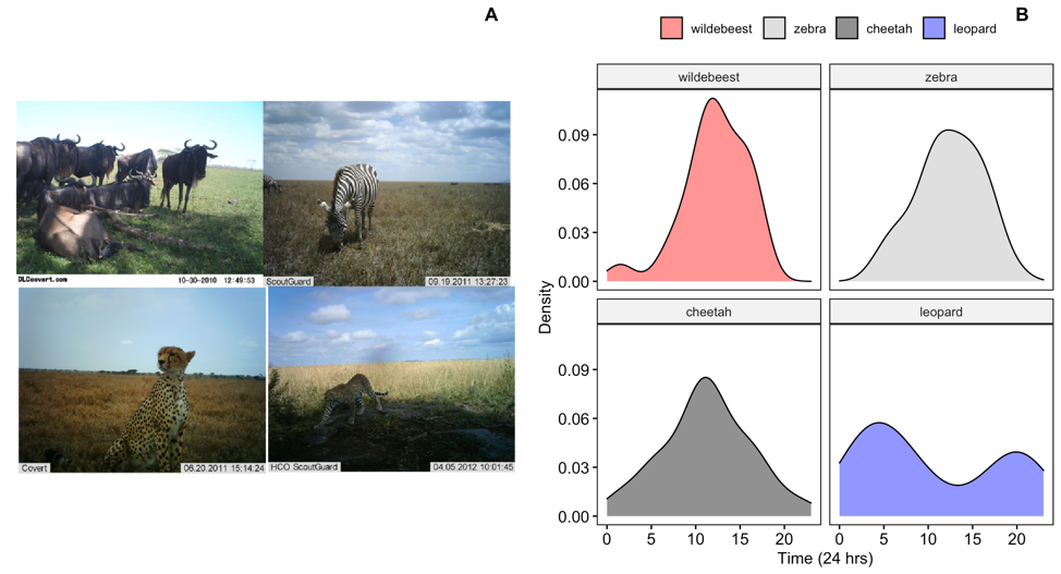 Images of wildebeest, zebra, cheetah and leopard from the Snapshot Serengeti image database (http://lila.science/datasets/snapshot-serengeti)