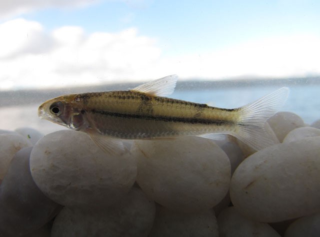 *Apareiodon davisi*, importante espécie bentopelágica das bacias dos rios Jaguaribe e Paraíba. Brazil, by Ramos, T.P.A. Fonte: <https://www.fishbase.se/summary/Astianax-bimaculatus.html>