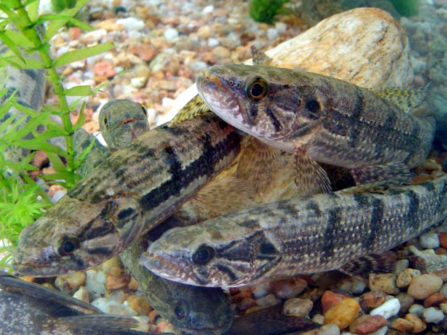 *Hoplias malabaricus*, espécie que cresce para se tornar um importante predador. Brazil, by Roselet, F.F.G. Fonte: <https://www.fishbase.se/summary/Hoplias-malabaricus.html>