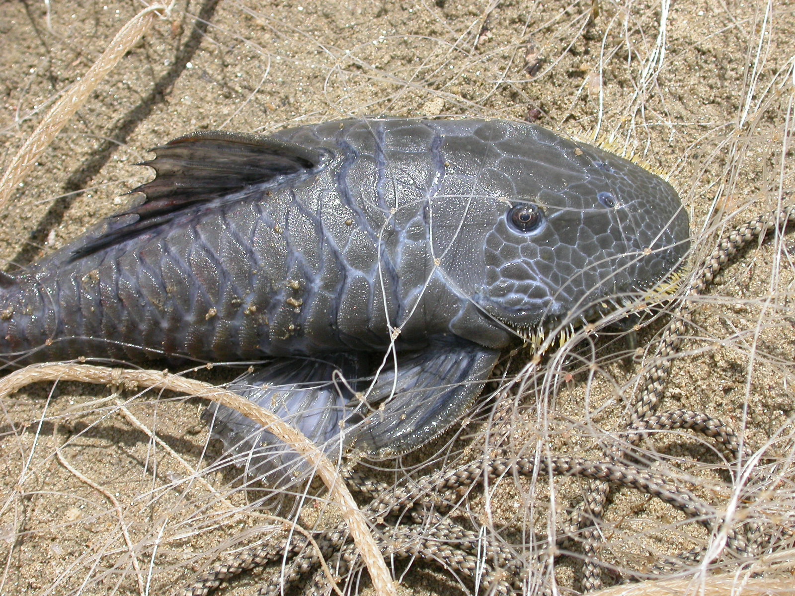 *Pseudancistrus genisetiger*, uma espécie endêmica das bacias hidrográfcas do nordeste. By eplanetcatfish.com. Fonte: <https://www.planetcatfish.com> (Provável identificação errada do espécime da foto)](eplanetcatfish.jpg)