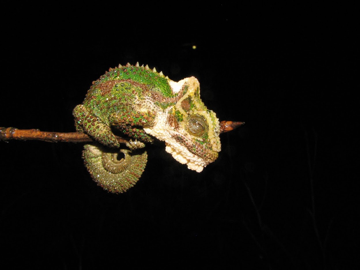 A sleeping Natal Midlands Dwarf Chameleon (*Bradypodion thamnobates*). Photo: Gavin Masterson