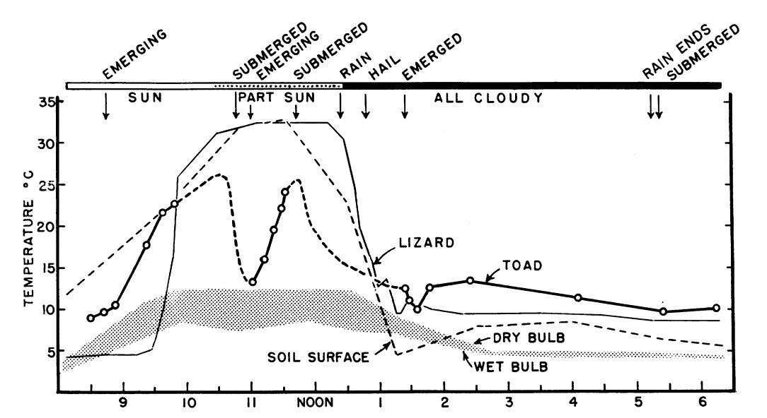 Body temperature of a telemetered free-ranging *Bufo spinulosus* compared with that of a telemetered free-ranging *Liolaemus multiformis* at the same time. 22 March; 4,300 m. Temperature of soil surface was measured at a spot exposed to the sun. Comments at top of the figure referring to submergence and emergence pertain to the toad. (From Pearson, O.P. and Bradford, D.F. 1976, p. 165).