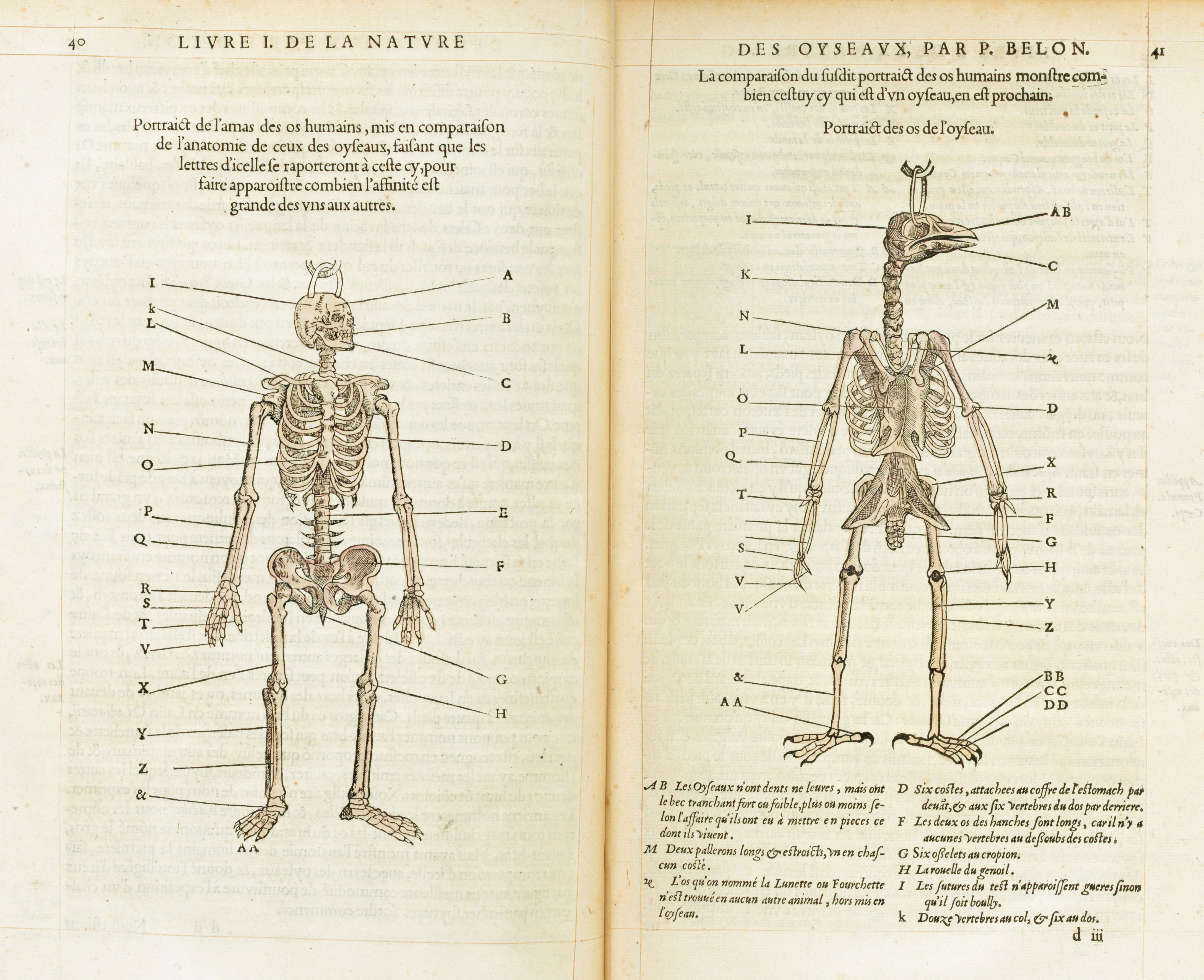 Comparativa entre esqueletos de un humano y un ave de Pierre Belon. Imagen disponible bajo licencia Creative Commons CC0.