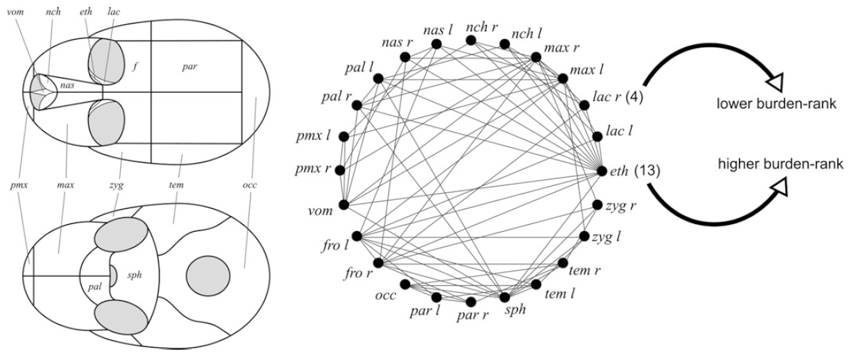 Esquema del cráneo humano y su modelo de red correspondiente que destaca la diferencia en el número de conexiones o rango de carga entre los huesos etmoides y lacrimal. Imagen tomada de Rasskin-Gutmanand & Esteve-Altava (2021).