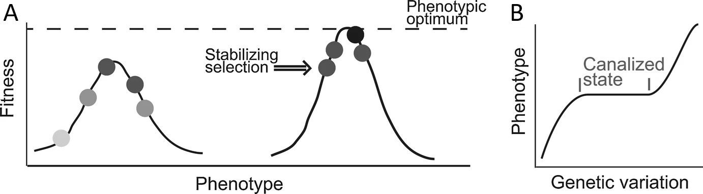 (A) La canalización genética evoluciona bajo la influencia de la selección estabilizadora en torno al fenotipo óptimo. (B) La canalización genética es una propiedad intrínseca que resulta de la no linealidad del mapa Genotipo-Fenotipo. Imagen tomada de Gonzalez & Barbeito-Andrés (2021).