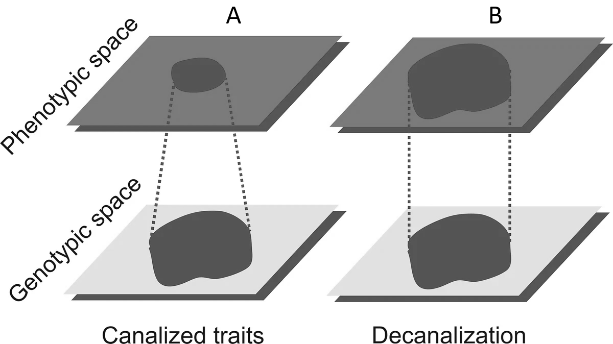 (A) (A) Los rasgos canalizados muestran menor variación en el espacio fenotípico que en el espacio genotípico. (B) Tras una perturbación genética o ambiental, la variación genética críptica acumulada se libera, aumentando la varianza en el espacio fenotípico. Imagen tomada de Gonzalez & Barbeito-Andrés (2021).