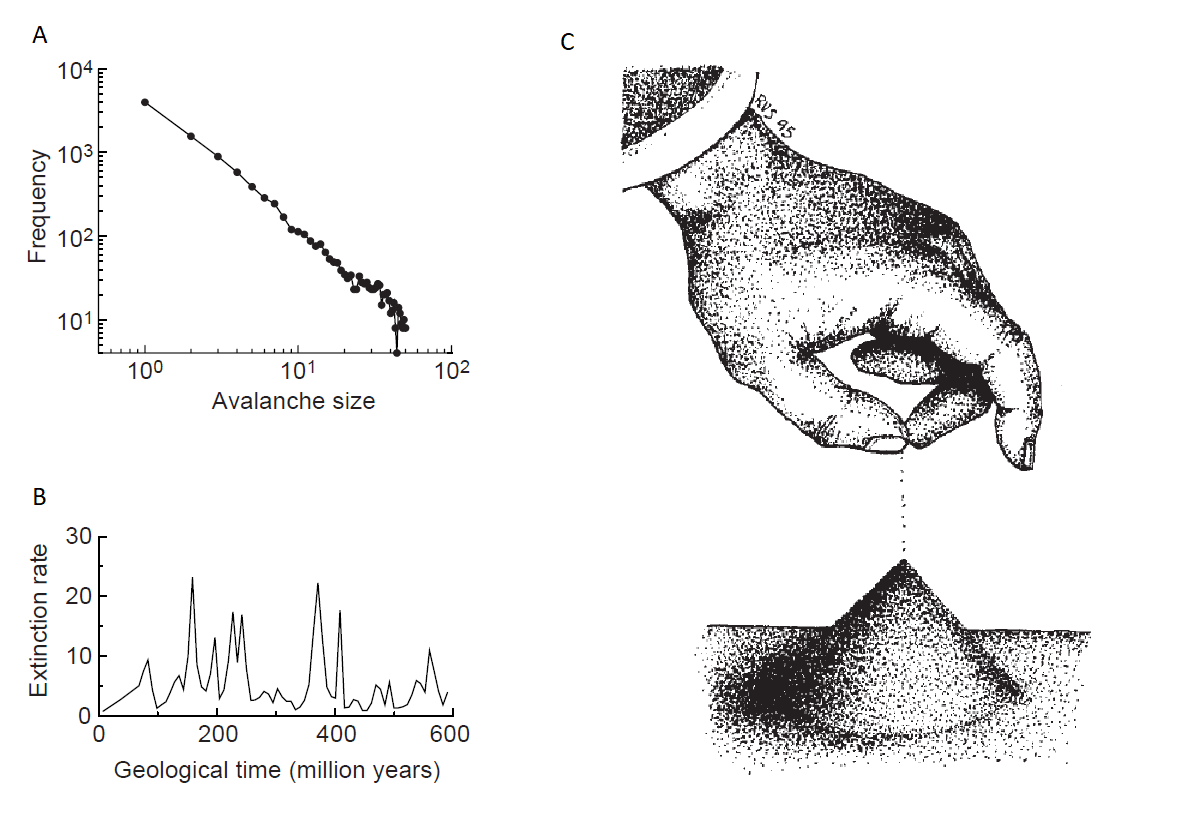 Escalado y autosimilitud. (A) Ley de potencias: en un gráfico log-log, una distribución de ley de potencias presenta una línea recta. Se observan muchos eventos pequeños, pero también hay una probabilidad de que ocurran eventos grandes. (B) Fluctuaciones temporales en el registro fósil: se muestra la tasa total de extinción (3 x 100) de familias de animales marinos durante el Fanerozoico, revelando un amplio espectro de eventos de extinción. (C) Ejemplo clasico de criticalidad autoorganizada, el montículo de arena. Imagen tomada de Solé et al. (1999)