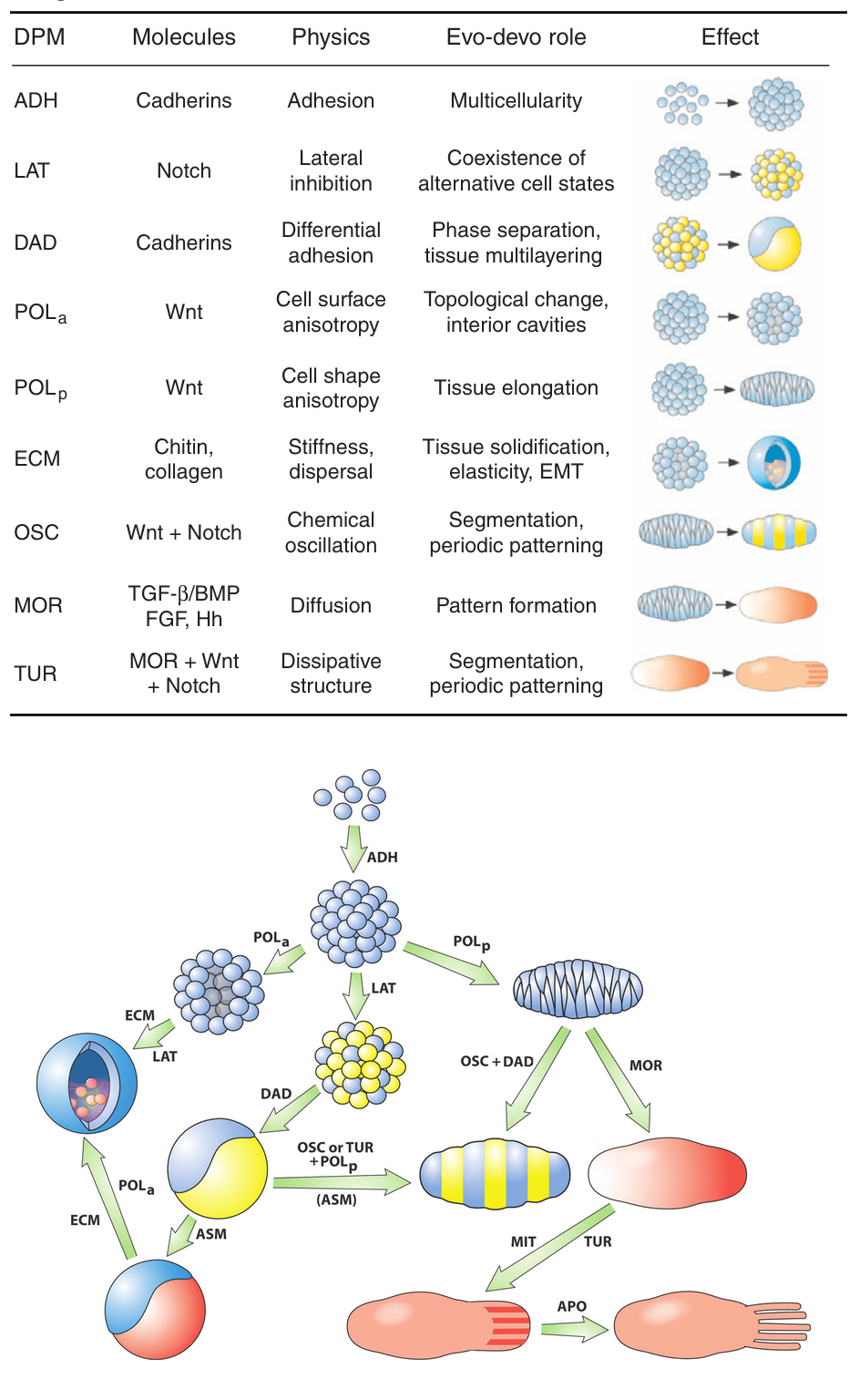 Módulos de patrón dinámico clave (DPM, _dyanamical patterning modules_), sus respectivos componentes moleculares y principios físicos, roles en la evolución y el desarrollo, y representaciones esquemáticas. Por DPMs nos referimos a un conjunto de moléculas producidas en un grupo de células, junto con uno o más efectos físicos activados por estas moléculas para generar un aspecto o cambio en la forma o patrón del grupo. En términos generales, ‘forma’ incluye la estructura, tamaño y topología, mientras que ‘patrón’ se refiere a la disposición específica de los tipos celulares. Abajo tenemos una representación esquemática de las formas de metazoos potencialmente generadas por la acción individual y combinada de módulos de patrón dinámico (DPM). En las filas superiores, las células se representan individualmente, mientras que las filas media e inferior muestran agrupaciones a escala de tejidos. Comenzando desde arriba, las células individuales forman agregados gracias al módulo de adhesión (ADH, por ejemplo, cadherinas, lectinas). El módulo de polaridad (POL) tiene dos versiones: polaridad apical-basal (POLa) y polaridad planar (POLp). POLa genera células con propiedades diferentes en extremos opuestos, lo que produce láminas epiteliales polarizadas y lúmenes dentro de los agregados celulares. POLp, en cambio, causa el alargamiento y entrelazamiento de las células en el plano, resultando en una extensión convergente y alargamiento de la masa celular. El módulo de inhibición lateral (LAT, vía Notch) transforma un agregado de células homotípicas en uno con dos o más tipos celulares coexistentes. Diferentes niveles de expresión de moléculas ADH conducen a la separación por adhesión diferencial (DAD). La producción de moléculas difusibles que afectan a las mismas células que las secretan genera gradientes de morfógenos (MOR, p.ej., TGF-β/BMP, hedgehog), mientras que los morfógenos también pueden actuar de forma inductiva y asimétrica (ASM, p.ej., FGFs) afectando un tipo de tejido desde otro. La oscilación bioquímica sincrónica (OSC) de componentes de las vías Notch y Wnt, junto con el módulo DAD, puede generar segmentos, siendo este mecanismo particularmente efectivo cuando se incluye el módulo ASM. Relaciones de retroalimentación entre morfógenos activadores e inhibidores pueden formar patrones con elementos repetitivos mediante procesos de reacción-difusión tipo Turing (TUR). La acción de la vía de señalización MAPK en agregados multicelulares con gradientes de morfógenos conduce al crecimiento no uniforme mediante el módulo de mitogénesis (MIT), mientras que el módulo de apoptosis (APO) provoca pérdida celular diferencial. Finalmente, la secreción de matriz extracelular (ECM, como colágeno y fibronectina) entre células o en espacios tisulares crea nuevos microambientes, facilitando la translocación celular o generando propiedades mecánicas novedosas en láminas o masas celulares.Imágenes tomadas de Newman y Bhat (2008, 2009).
