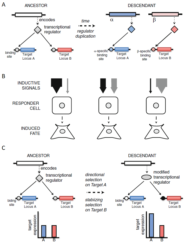 Tres mecanismos de evolución de la Deriva del Sistema de Desarrollo (DSD): (A) DSD mediante subfuncionalización de loci reguladores. Originalmente, un locus regulador codifica una proteína que controla la transcripción de los loci A y B, uniéndose a un sitio presente en los promotores de ambos. Con el tiempo, el locus regulador se duplica en los loci α y β, y cada uno evoluciona interacciones específicas: α se convierte en el regulador de A y β en el de B. (B) DSD en la determinación del destino celular mediante señales redundantes. Este mecanismo implica dos vías de señalización que inducen a una célula objetivo (enmarcada) a diferenciarse en un tipo celular específico y conservado. En el escenario central, ambas señales están equilibradas y son, al menos parcialmente, redundantes. En el escenario de la izquierda, la señal A (negra) se intensifica, permitiendo que la señal B (gris) disminuya sin afectar el fenotipo. En el de la derecha, ocurre lo contrario. En ambos casos, la vía menor podría perderse completamente, generando una notable divergencia DSD. (C) DSD en el modelo de vía ramificada. Originalmente, un locus regulador controla la expresión de los loci A y B, cada uno con un promotor (gris) que se une a la proteína reguladora con la misma afinidad, alcanzando niveles óptimos de expresión para ambos genes. Luego, la selección direccional aumenta la expresión del locus A, lo que implica cambios en el promotor de A (de gris a blanco) y en la proteína reguladora (de diamante a óvalo). Simultáneamente, la selección estabilizadora actúa sobre el locus B, requiriendo ajustes compensatorios, que ocurren mediante cambios en el promotor de B (de gris a negro). Este proceso causa DSD en la regulación de B. Factores inhibidores adicionales pueden también ser reclutados, intensificando la DSD en el locus B. Imagen tomada de Haag & True (2021).