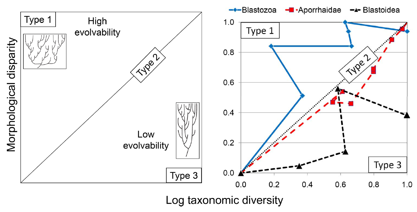 Evolución en el espacio de diversidad-disparidad. Izquierda: Tipo 1. La disparidad supera la diversificación taxonómica, Tipo 2. La disparidad está en concordancia con la diversificación taxonómica, Tipo 3. La disparidad queda rezagada respecto a la diversificación taxonómica. Derecha: tres trayectorias empíricas para los equinodermos blastozoos del Cámbrico-Ordovícico, los gasterópodos aporrhaidos del Jurásico-Cretácico, y los equinodermos blastoideos del Ordovícico-Carbonífero. Imagen tomada de Jablonski (2022).