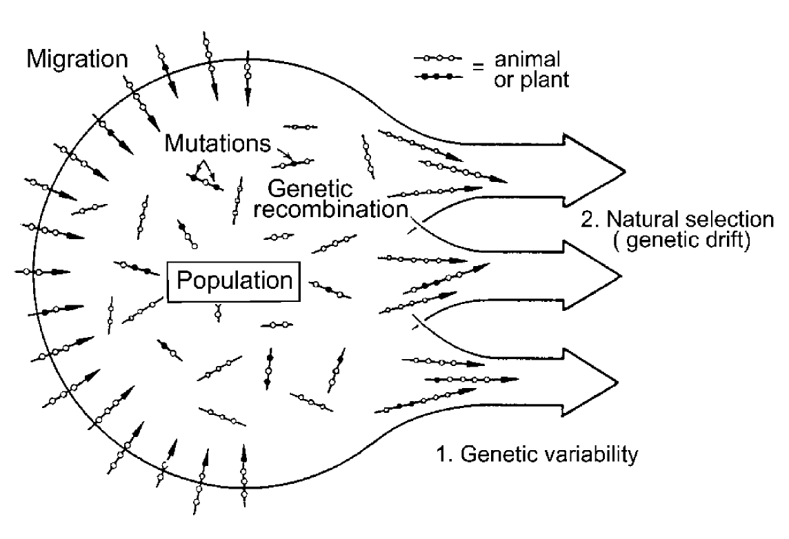 Esquema para ilustrar la interacción de los procesos básicos que provocan la evolución fenotípica en una población variable de organismos (animales o plantas). Imagen tomada de Kutschera & Niklas (2004).