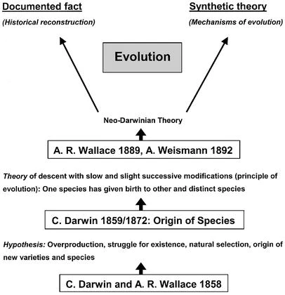 Esquema que ilustra el desarrollo histórico del concepto de evolución: desde la hipótesis de Darwin y Wallace, pasando por Darwin, Wallace y Weismann, hasta la teoría sintética. Imagen  tomada de Kutschera & Niklas (2004).