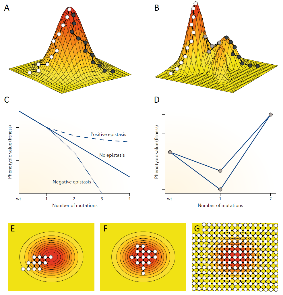La topografía del paisaje adaptativo influye en la evolucionabilidad. (A) Un paisaje suave con un único pico facilita la evolucionabilidad, ya que las mutaciones pueden generar variaciones fenotípicas adaptativas desde cualquier punto del paisaje, excepto en el pico global. Por ejemplo, los círculos blancos y negros indican dos rutas mutacionales distintas que parten de puntos diferentes y ambas convergen en el pico global mediante pasos mutacionales ascendentes. (B) En contraste, un paisaje con múltiples picos o 'rugoso' dificulta la evolucionabilidad, ya que una población en evolución puede quedar atrapada en picos locales subóptimos. Por ejemplo, la ruta mutacional indicada por los círculos blancos lleva al pico global, mientras que la ruta indicada por los círculos negros no lo logra. (C) La forma de un pico adaptativo es consecuencia de la epistasis de magnitud: la epistasis positiva genera picos convexos, mientras que la epistasis negativa genera picos cóncavos. A medida que una población escala un pico adaptativo, la evolucionabilidad tiende a aumentar si el pico es convexo y a disminuir si el pico es cóncavo. (D) La rugosidad del paisaje es resultado de la epistasis de signo, que crea valles adaptativos que pueden ser difíciles de cruzar para una población en evolución (círculos grises correspondientes a la parte B). (E-G) El mismo paisaje adaptativo de la parte A pero representado en gráficos de contorno 2D. Los círculos abiertos indican genotipos y las líneas conectan genotipos que difieren por una sola mutación. Este paisaje puede estudiarse de varias formas: (E) Diseñando genotipos que contengan todas las combinaciones posibles de un pequeño número de mutaciones hasta llegar a un pico. (F) Explorando mediante el escaneo mutacional profundo de un genotipo tipo silvestre, incluyendo todas las mutaciones simples, muchas dobles y algunas triples. (G) Enumerando exhaustivamente todos los genotipos posibles en el caso de paisajes pequeños. Imagen tomada de Payne & Wagner (2019).