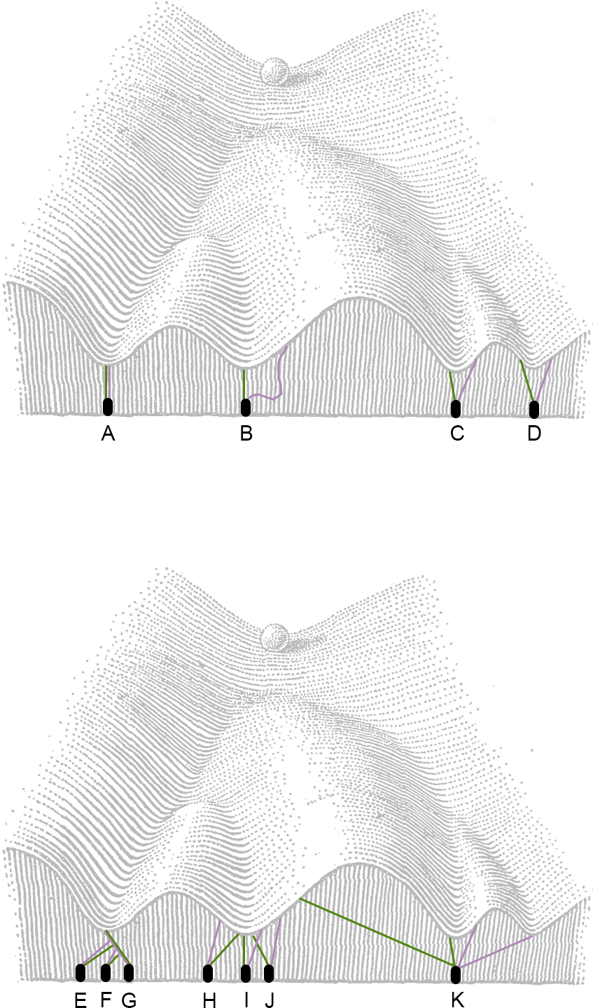 Representación del 'paisaje epigenético' de Waddington ilustrando diferentes escenarios del dominio genético. Las cuerdas moradas y verdes representan los productos de dos alelos distintos del mismo gen (representados por las estacas): (A) Homocigosis, donde ambas cuerdas tienen la misma longitud y tensión. (B) Heterocigosis con dominancia completa, donde las cuerdas son asimétricas: tienen distinta longitud y una de ellas no ejerce tensión (está floja). (C) Heterocigosis con dominancia parcial, donde las cuerdas son asimétricas con diferencias en longitud, dirección y tensión. (D) Heterocigosis con codominancia, donde las cuerdas se disponen de manera simétrica, con la misma longitud pero en direcciones opuestas. (E-F) Genes modificadores, que influyen en la acción del gen principal (G). (H-J) Determinación poligénica, donde varios genes interactúan para determinar un fenotipo o carácter. (K) Pleiotropía, donde un gen afecta múltiples rasgos o efectos fenotípicos. Imagen modificada de Fusco et al. (2014).