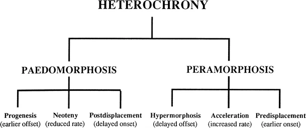 La clasificación jerárquica de la heterocronía. Imagen tomada de McNamara (2012).