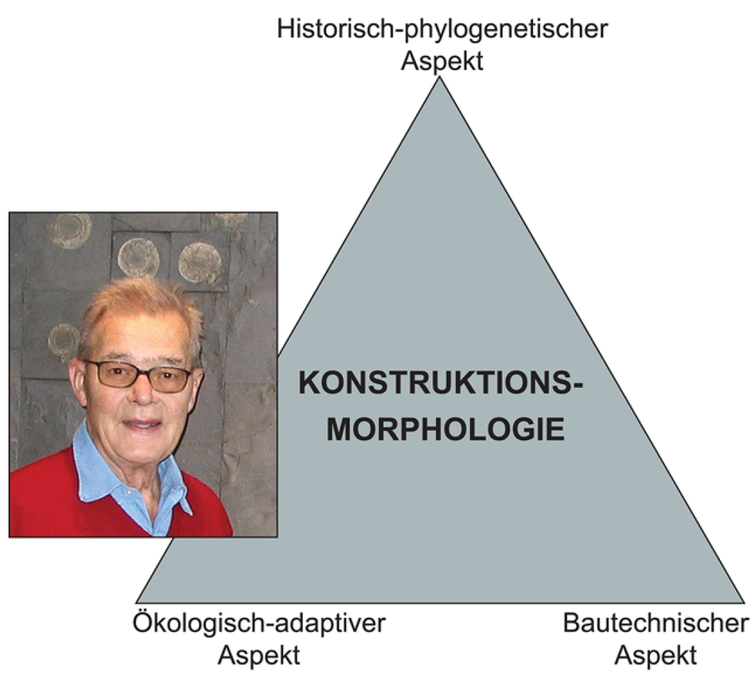 Adolf Seilacher (en Dotternhausen en 2008) con su original triángulo de la _Konstruktions-Morphologie_. Imagen tomada de Tamborino (2020).