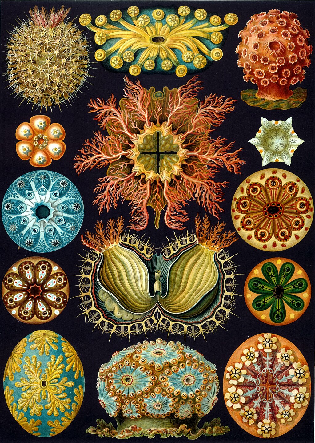 Ilustración de Haeckel. Imagen disponible bajo licencia Creative Commons CC0.