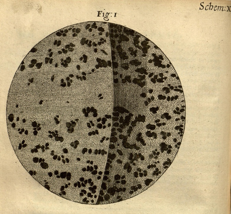 Ilustración de madera petrificada (xilópalo) observada bajo el microscopio por Robert Hooke. © biodiversitylibrary.