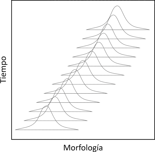 Ejemplo gráfico de cómo se documenta el cambio morfológico continuo en una misma población a lo largo del tiempo en el registro fósil.