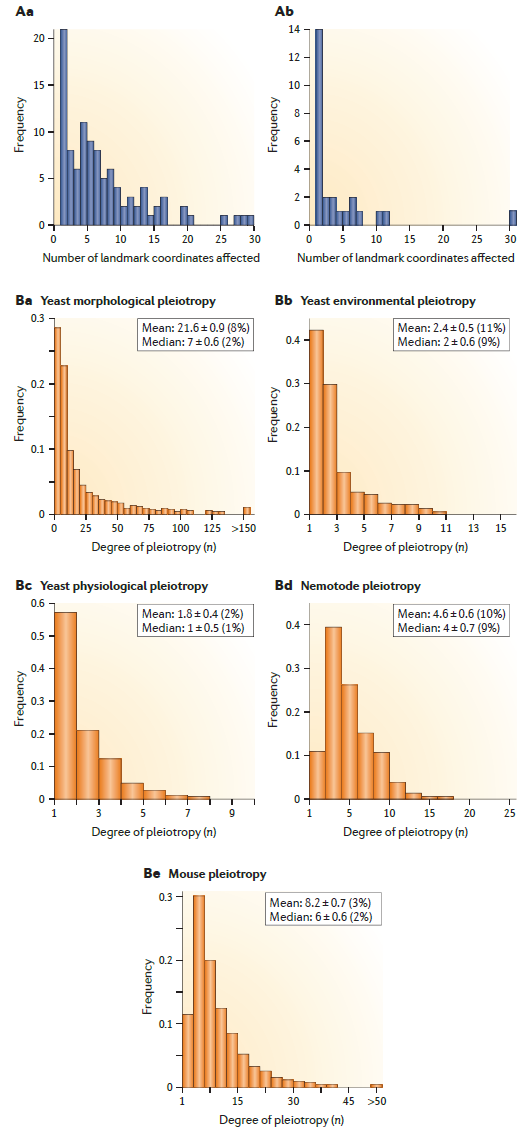 Distribución del grado de pleiotropía. En todos los casos, la distribución de los efectos pleiotrópicos es en gran medida en forma de L, con un grado de pleiotropía bajo como mediana. (A) Distribución de pleiotropía que afecta a los rasgos esqueléticos y la forma del cuerpo. En ratones afectan a una pequeña fracción de los rasgos esqueléticos, mientras que en peces óseos tiene un impacto aún más bajo, afectando generalmente a un solo rasgo. (B) La distribución de los efectos pleiotrópicos en levaduras y nematodos muestran que la mayoría de los genes afectan a pocos rasgos en promedio. En levaduras, tanto los rasgos de crecimiento en diferentes entornos como los rasgos fisiológicos tienen una baja pleiotropía. En nematodos y ratones, los genes también afectan a un número limitado de rasgos de desarrollo y morfología. Imagen tomada de Wagner & Zhang (2011).