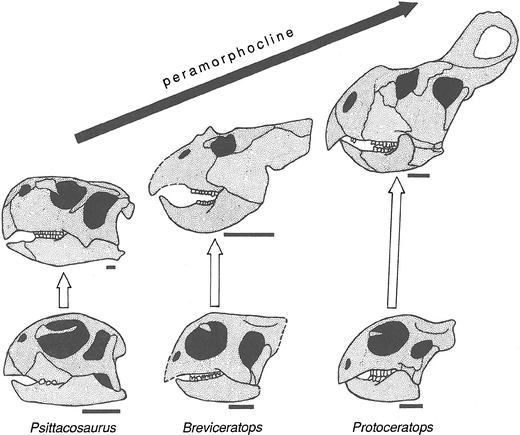 Evolución peramórfica de los dinosaurios protoceratópsidos. Imagen tomada de McNamara (2012).