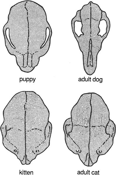 Las diferencias proporcionales en las formas del cráneo de perros y gatos domésticos durante su crecimiento son notables. Los perros experimentan cambios de forma mucho más significativos que los gatos, lo que explica la mayor diversidad de formas craneales entre las distintas razas caninas en comparación con las felinas. Imagen tomada de McNamara (2012).