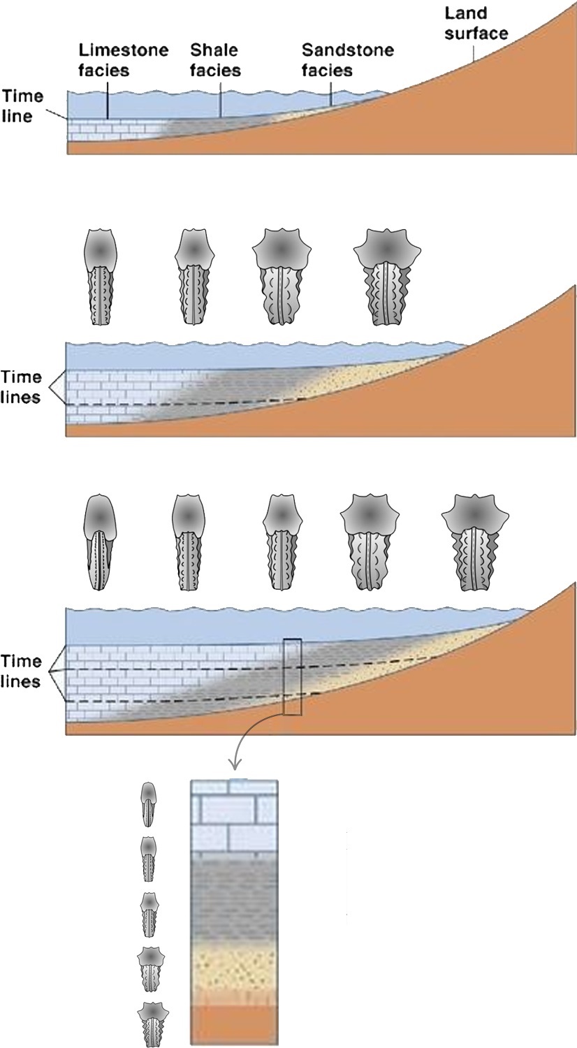 Ilustración de un corte transversal de una costa que muestra un proceso de transgresión marina en dirección descendente. En este entorno, las aguas están habitadas por un molusco hipotético que presenta plasticidad fenotípica en su exoesqueleto, variando su morfología en función de la proximidad a la costa. El diagrama inferior representa una columna estratigráfica, en la cual se observa un cambio morfológico a lo largo del tiempo, atribuido exclusivamente a la plasticidad fenotípica de la especie. Imagen modificada de © Geology Desk y Wilmsen & Mosavinia (2011).