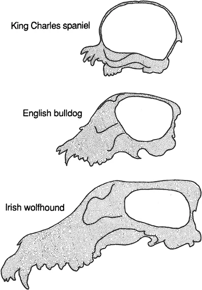 Las diferencias significativas en la forma del cráneo entre distintas razas de perros, observadas en sección longitudinal, se relacionan con el grado de pedomorfosis (arriba) o peramorfosis (abajo). En general, cuanto más corta es la cara, más abovedado es el cráneo. Imagen tomada de McNamara (2012).