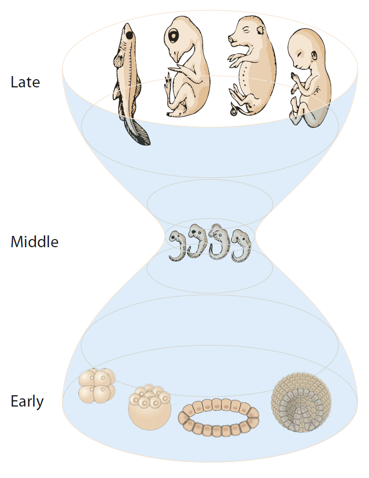 El modelo de reloj de arena del desarrollo embrionario describe cómo los procesos de desarrollo se conservan durante la evolución. Según el modelo, la máxima conservación dentro de un filo ocurre durante la etapa filotípica media, mientras que las etapas tempranas y tardías muestran mayores diferencias. Imagen tomada de Cridge et al. (2021).