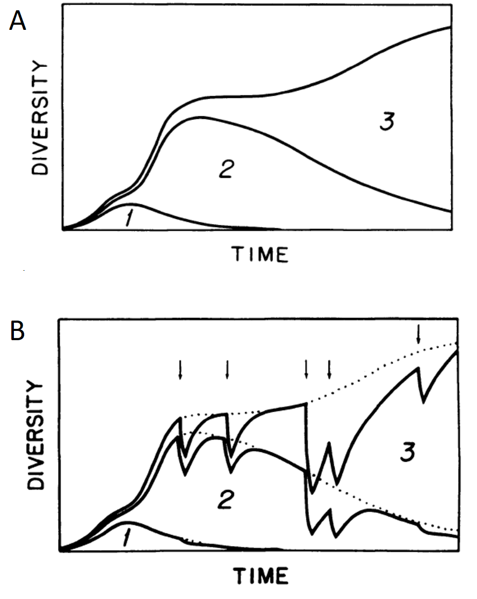 (A) Una solución numérica del modelo logístico acoplado ajustada a la diversidad de familias de metazoos marinos. (B) Esta solución con perturbaciones específicas del tiempo (indicadas por flechas) que simulan las principales extinciones masivas del registro fósil marino del Fenerozoico. La línea de puntos representa la trayectoria del sistema de tres fases sin perturbaciones. Imagen tomada de Sepkoski (1984)