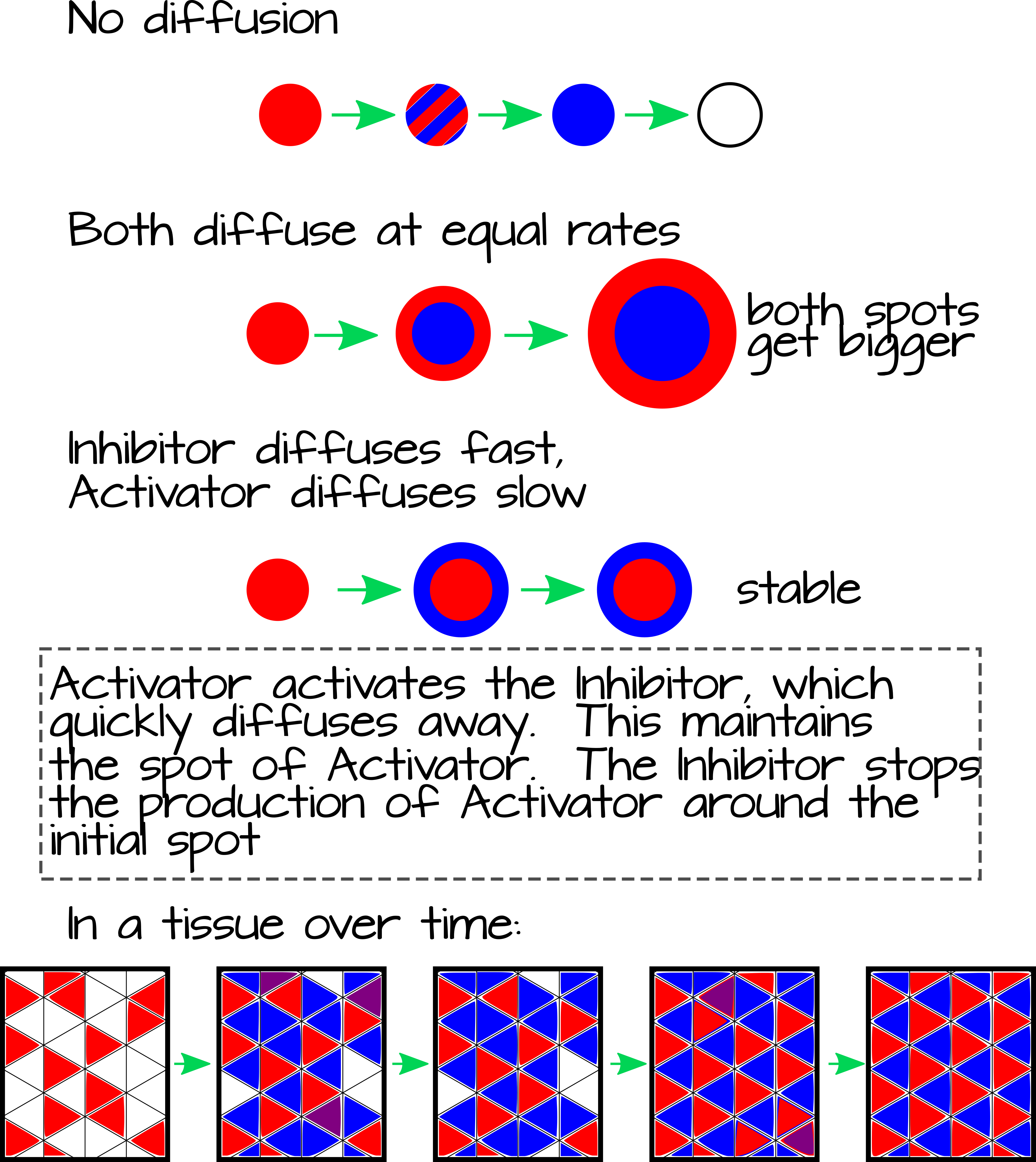 Patrones tipo Turing con un Activador (rojo) y un Inhibidor (azul). El Activador se activa a sí mismo y también activa al Inhibidor. El Inhibidor, en cambio, solo inhibe al Activador. Si el Inhibidor se difunde más rápidamente que el Activador, se puede formar un patrón regular de manchas en un tejido. En el panel inferior, el Activador se expresa aleatoriamente a niveles bajos en un subconjunto de células en un tejido. Este se autoactiva para aumentar sus niveles de expresión y, al mismo tiempo, activa al Inhibidor. El Inhibidor se difunde rápidamente hacia las células adyacentes (segundo panel). Las células que contienen tanto el Activador como el Inhibidor (púrpura) pasan rápidamente a expresar solo el Inhibidor, ya que este apaga al Activador (tercer panel). Las células que no están expuestas al Inhibidor (blancas) pueden activar el Activador aleatoriamente, lo que activa el Inhibidor difusible (cuarto panel). Así se establece rápidamente un patrón estable de células “encendidas” y “apagadas” (quinto panel). Imagen disponible bajo licencia Creative Commons CC0.