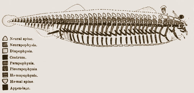 Arquetipo de vertebrado según Richard Owen. Imagen disponible bajo licencia Creative Commons CC0.