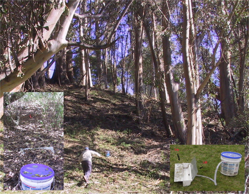 Euc-Oak paired plot runoff and erosion study (Thompson, Davis, and Oliphant (2016))