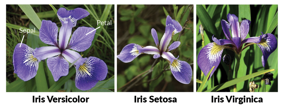 Iris dataset