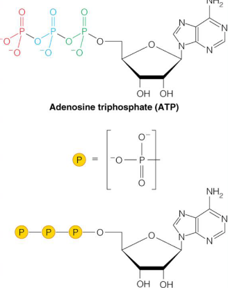 Structure of ATP