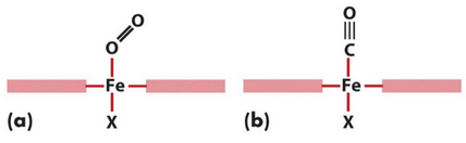 Carbon Monoxide versus Oxygen Binding