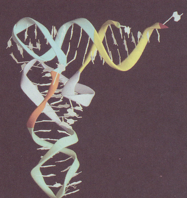 L-Shaped tRNA