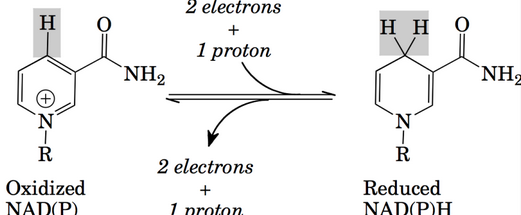 Redox States of NADP