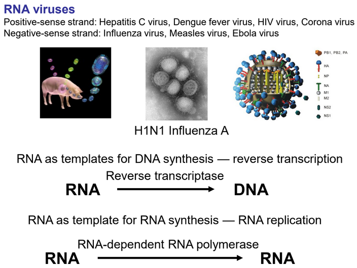 Several RNA Viruses