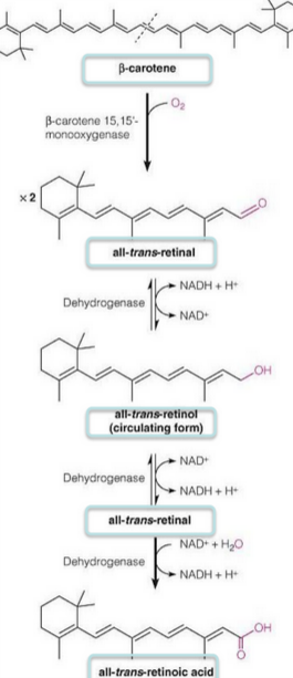 Synthesis of Vitamin A from Beta-Carotene